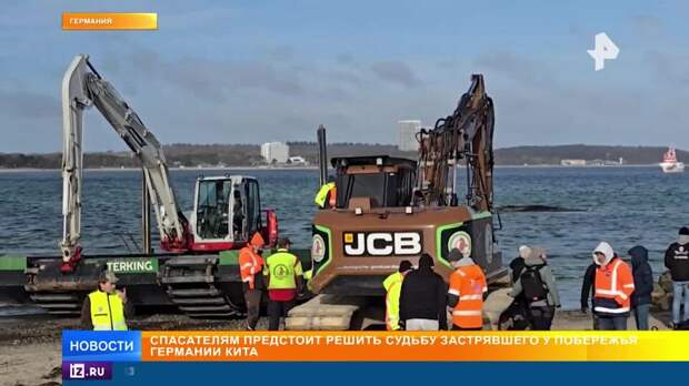 Операция по спасению застрявшего кита в Германии набирает обороты