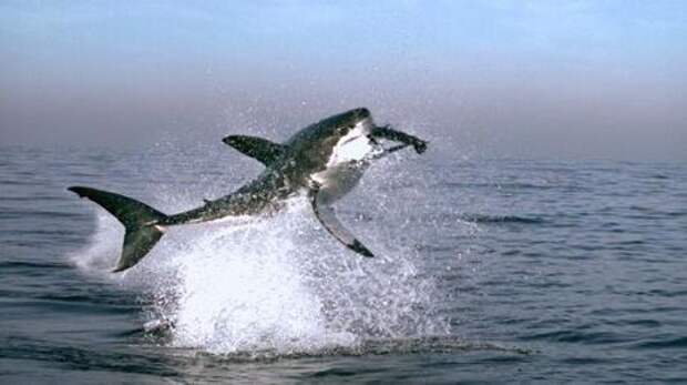 Прыжок акулы сделал ее звездой сети (ФОТО)