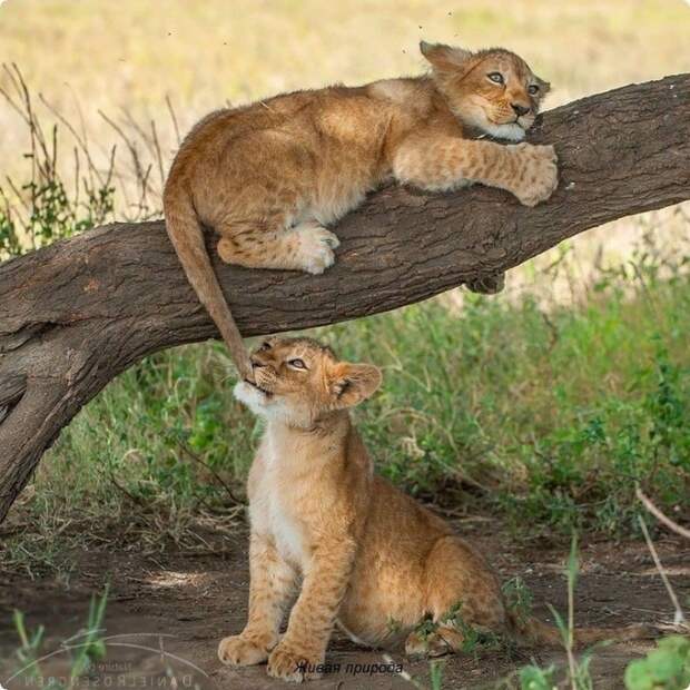 PzpauX7oHRQ (700x700, 391Kb)