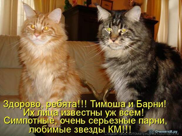 Смешные кошки в котоматрице 31