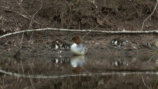 На реке Оредеж запечатлели редкую утку и 11 птенцов