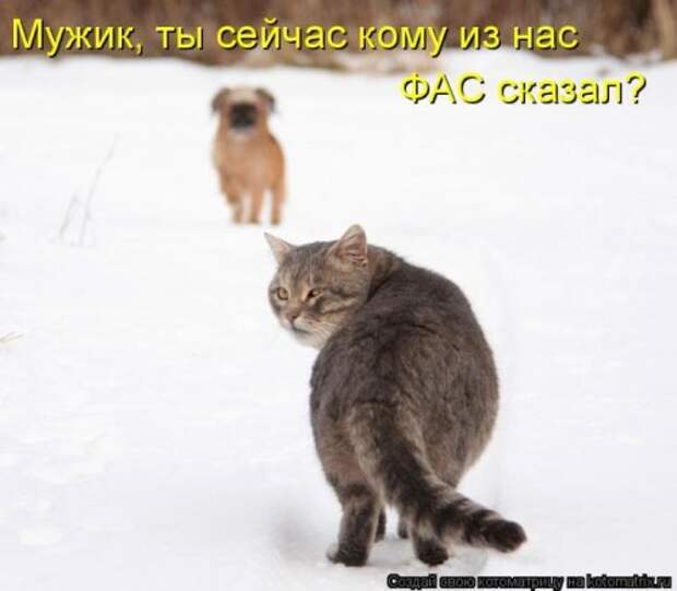 Лучшие котоматрицы недели