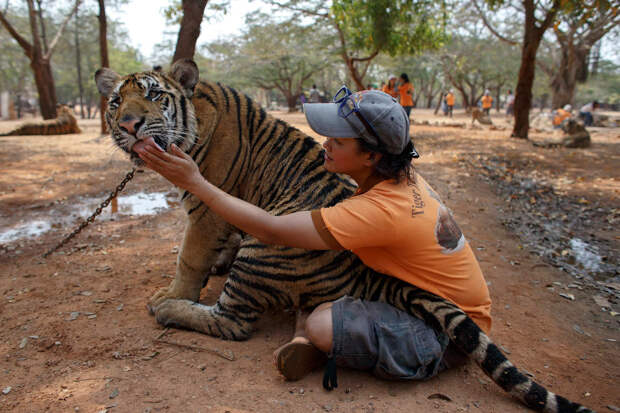 В природе тигры — властелины огромных территорий в несколько сот кв.км