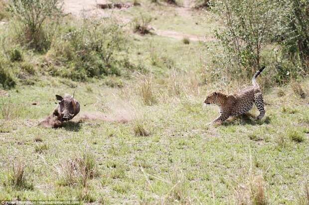 Леопард против бородавочника - прыжок смерти бородавочник, животные, леопард, охота, рыжок
