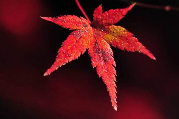 Если вам нравится резная листва, то посадите японские клены. © fishki  📷 