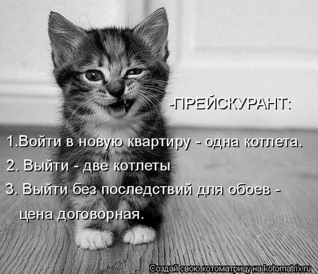 Лучшие котоматрицы недели (50 фото) Лучшие котоматрицы недели (50 фото)