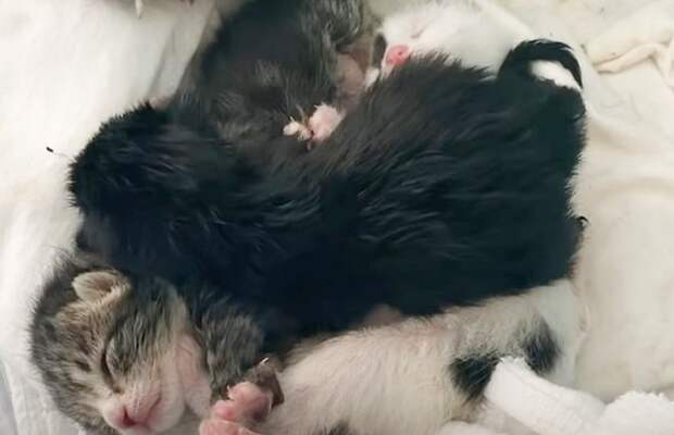 Маленькие котята Котята спят