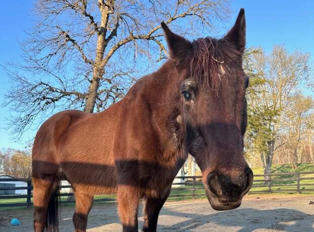 UPI: 37-летняя лошадь из США признана старейшей в мире