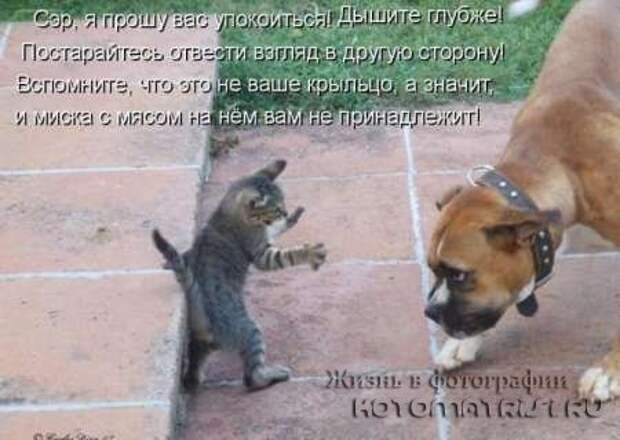 Сборка котоматриц