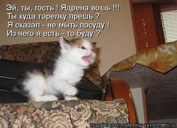 Котоматрица - Эй, ты, гость ! Ядрена вошь !!!  Ты куда тарелку прешь ? Я сказал - не