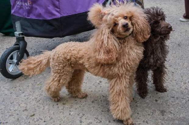 В Тамбове 16 августа состоится Парад-променад домашних животных