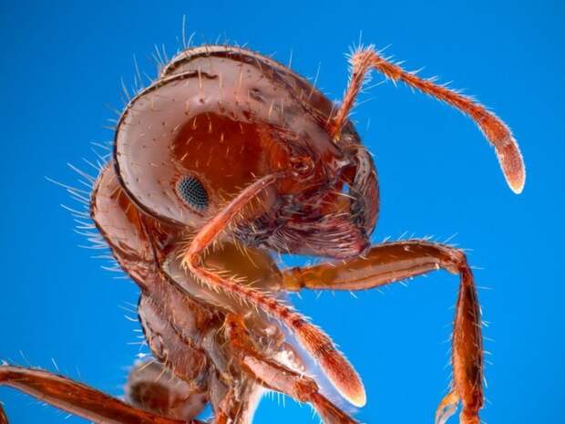 Красный огненный муравей боль, в мире, люди, насекомые, укус, энтомолог