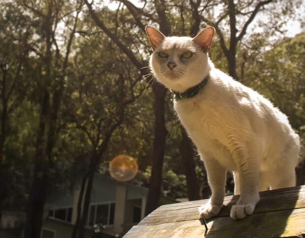 Кот, города котиков