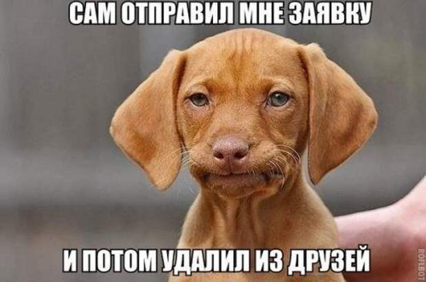 Забавные фотомемы