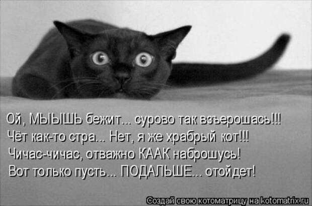 Котоматрицы (картинки с надписями)