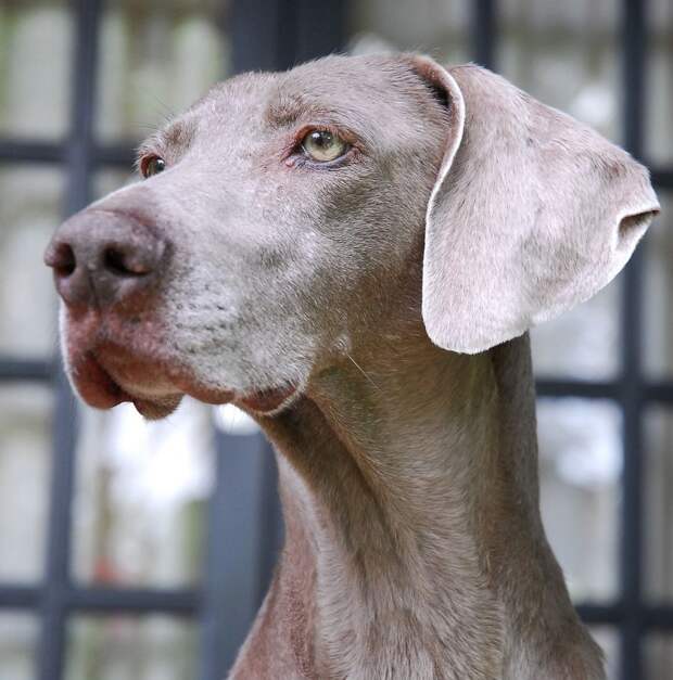 Веймаранер, или веймарская легавая (нем. Weimaraner)