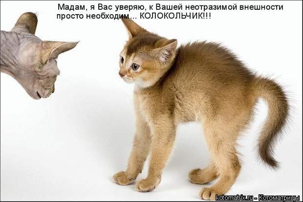 Котоматрица: Мадам, я Вас уверяю, к Вашей неотразимой внешности просто необходим... КОЛОКОЛЬЧИК!!!