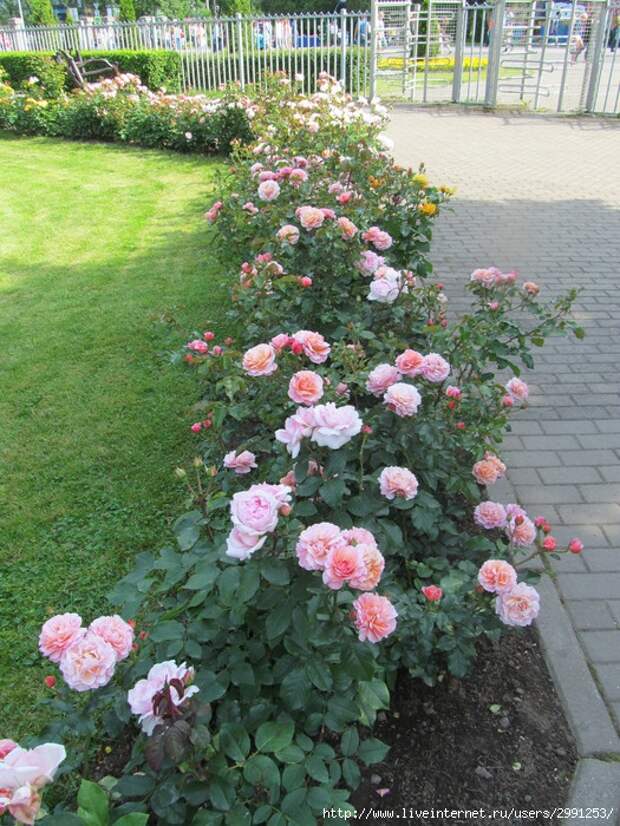 IMG_2789 (525x700, 358Kb)