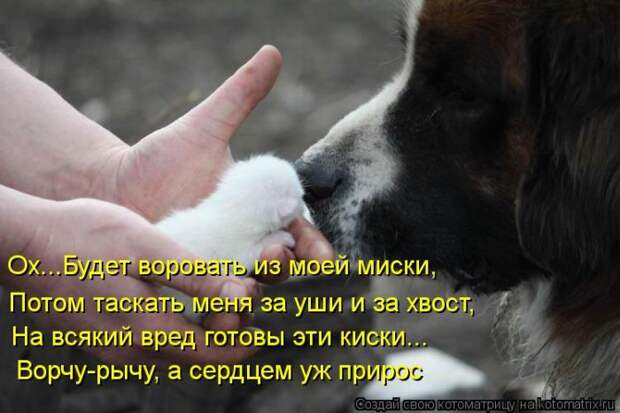 Лучшие котоматрицы недели Лучшие котоматрицы недели