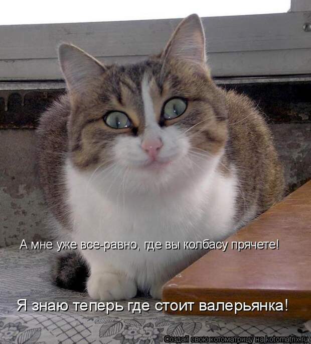 Новые котоматрицы с классным задором (30 фото)