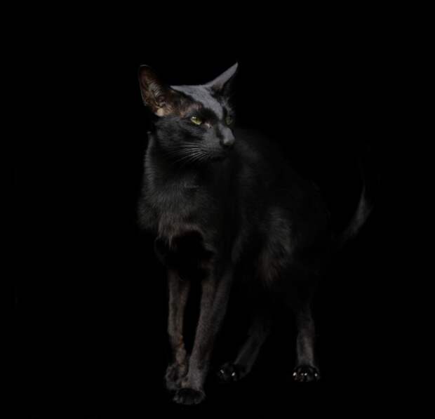 Элегантный черный кот.