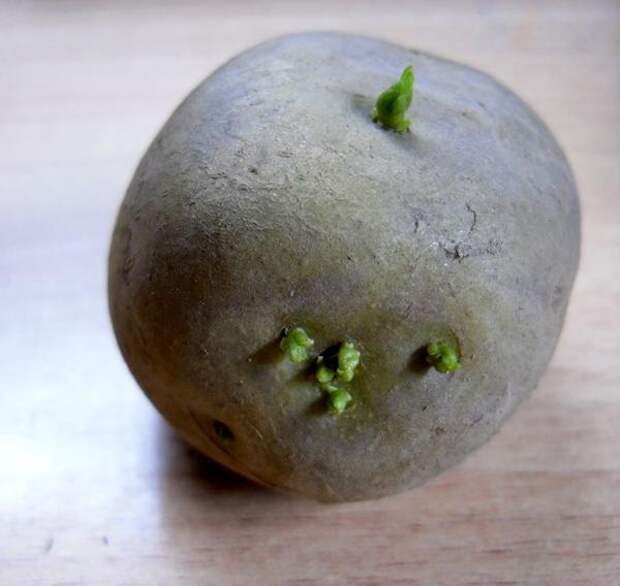Картофелина с ростками