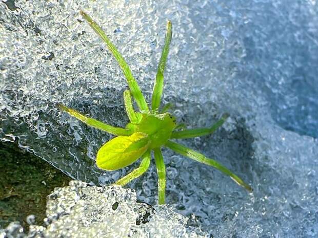 Ярко-зеленый паук / Фото: Роман и Татьяна Воробьевы