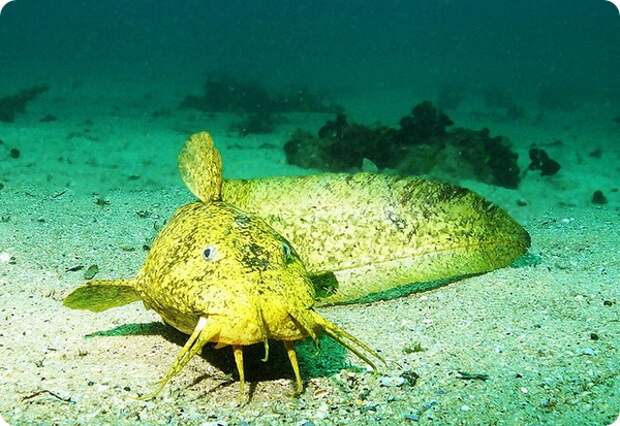 Южноавстралийский угрехвостый сом (лат. Cnidoglanis macrocephalus)