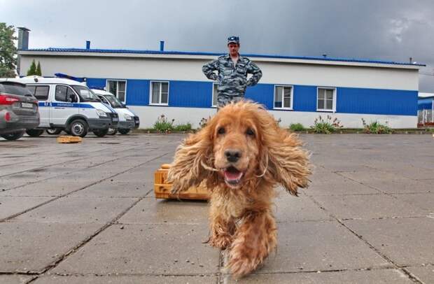 Служебные собаки помогли тульской полиции раскрыть 121 преступление