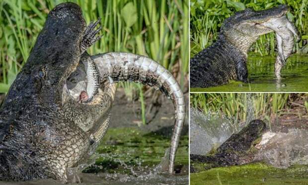 Каннибализм в дикой природе: аллигатор поедает своего сородича аллигатор, дикие животные, животные, каннибализм, крокодил, фото, хищник