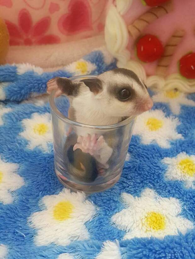 Смешные и забавные животные