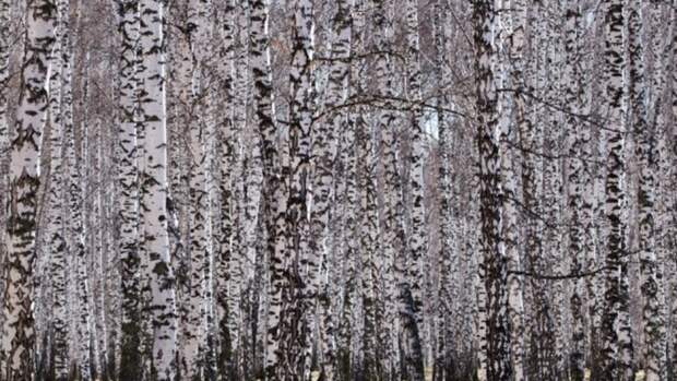 До +6. Какая погода ждет Алтайский край 16 апреля