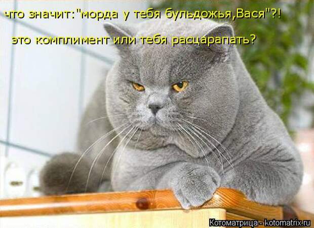 Котоматрица: что значит:"морда у тебя бульдожья,Вася"?! это комплимент или тебя расцарапать?