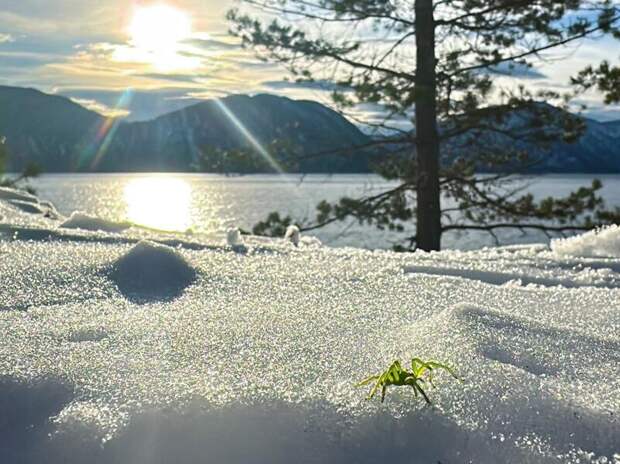 Ярко-зеленый паук / Фото: Роман и Татьяна Воробьевы