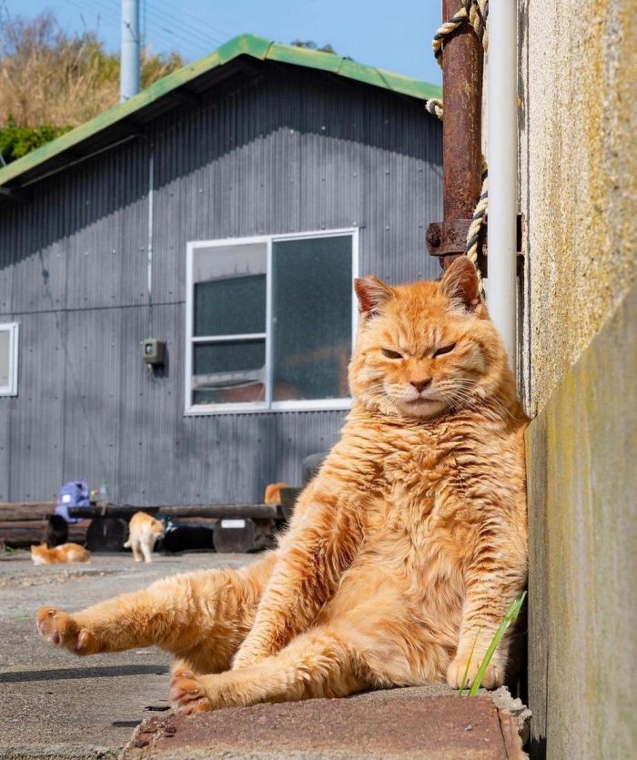 Позитив и юмор в смешных фотографиях