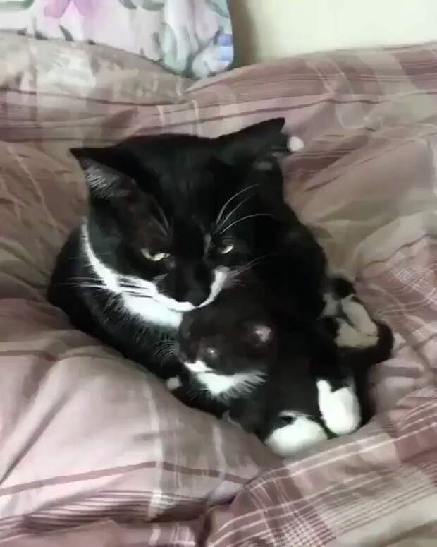 Встроенное видео