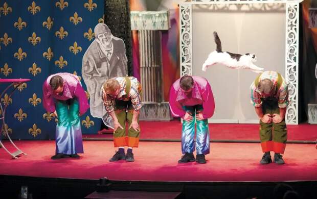 Театр кошек Куклачёва показал москвичам кошек из зоны боевых действий