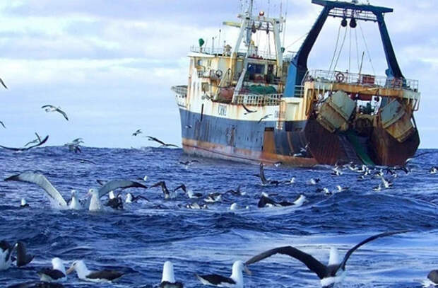 Чёрное море - в фокусе: Молдова присоединяется к антибраконьерскому проекту