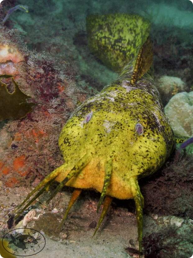 Южноавстралийский угрехвостый сом (лат. Cnidoglanis macrocephalus)