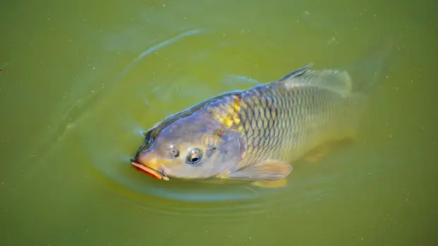 «Росконтроль» проверил качество карпов в магазинах