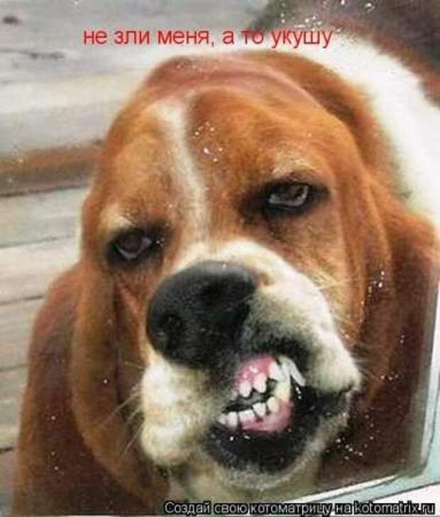 Прикольные животные, котоматрица