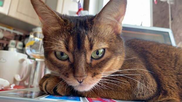 Кошка обглодала руку умершей хозяйки в Набережных Челнах