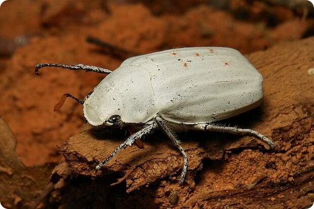 Белый скарабей (лат. Cyphochilus insulanus)