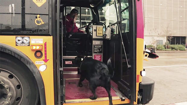 Эту собаку знают все водители автобусов. Она заходит и усаживается на сиденье, как человек пес, самостоятельность, сиэтл, собака - улыбака, собаки, удивительные животные, умная собака, умные животные