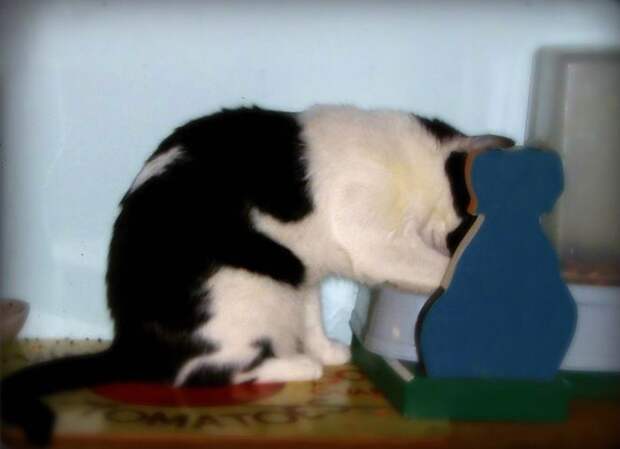 28 обаятельных животных с уникальным природным окрасом животные, окрас