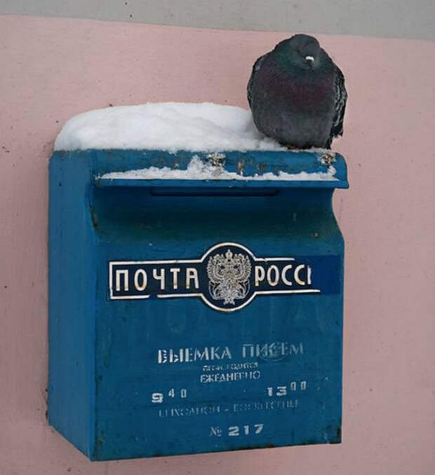 На почте России работают голуби?
