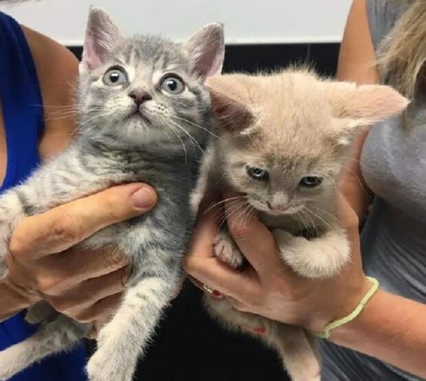 Котята и руки Котята на руках