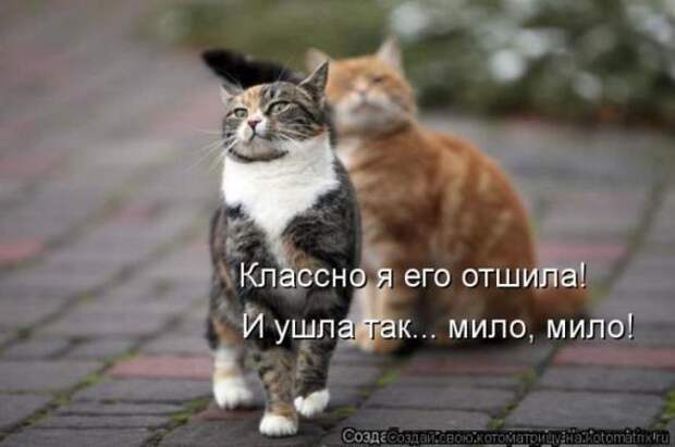 Котоматрицы(картинки с надписями)