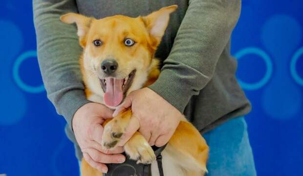 Горожанам рассказали, какие услуги предлагает госветслужба владельцам животных