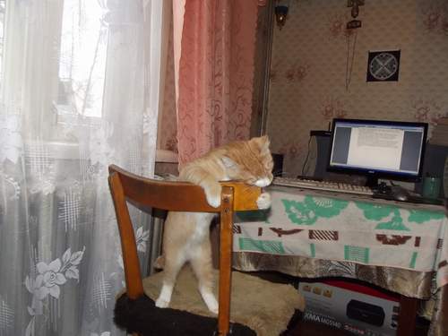 Укусы кошачьих